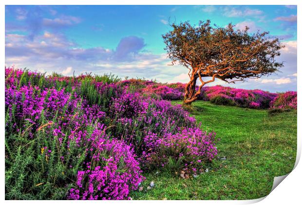 Heather and tree Quantock Hills Somerset Print by austin APPLEBY