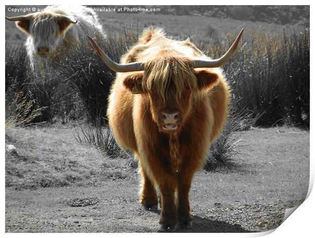 highland cow faceoff Print by austin APPLEBY