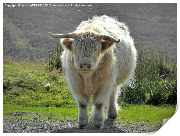 highland cow face off 2 Print by austin APPLEBY