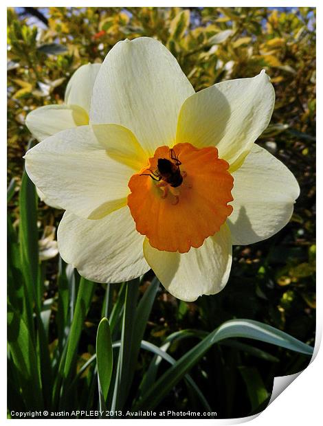 BEE IN THE DAFFODIL Print by austin APPLEBY