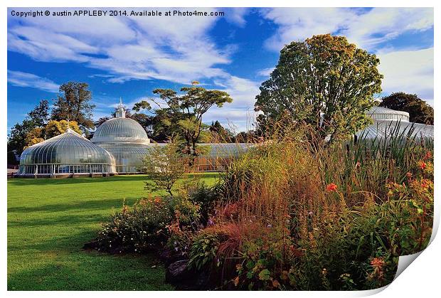 Kibble Palace Botanic Gardens Glasgow  Print by austin APPLEBY