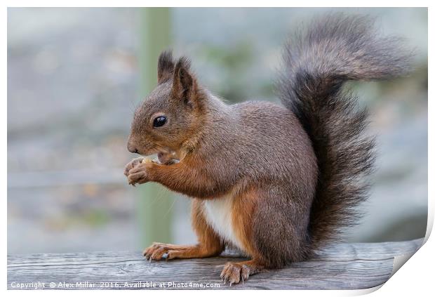 Red Squirrel Print by Alex Millar