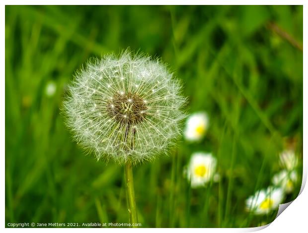 Dandelion Seeds  Print by Jane Metters