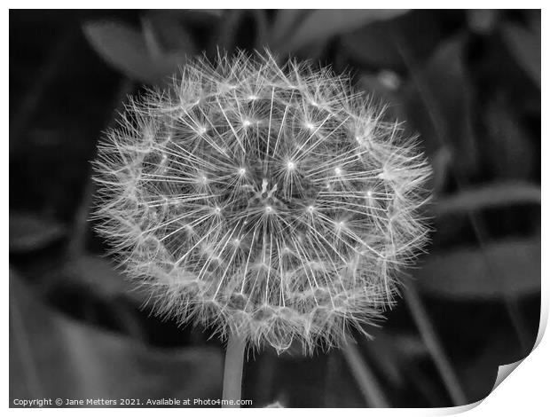 The Seeds of a Dandelion  Print by Jane Metters