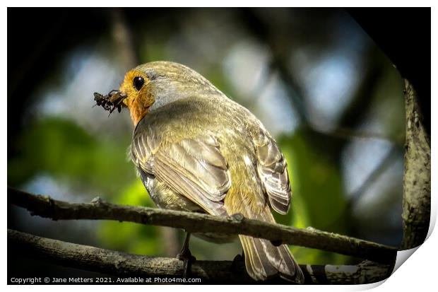 Catching Lunch Print by Jane Metters