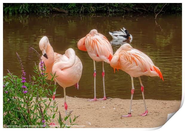Flamingo Gathering  Print by Jane Metters