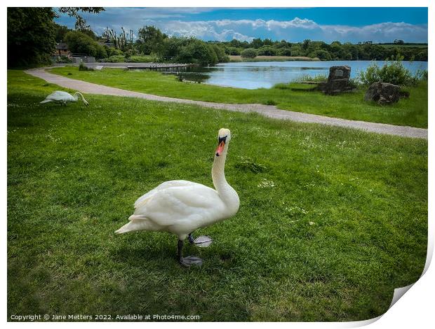 Swan by the Lake Print by Jane Metters