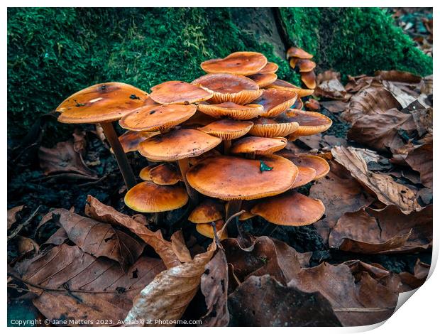 Fungus  Print by Jane Metters