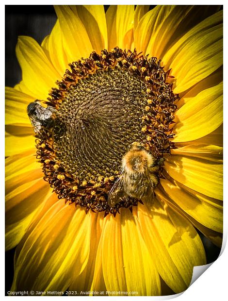 Collecting Pollen  Print by Jane Metters