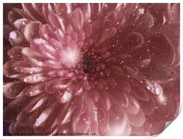               Chrysanthemum Sparkle                Print by Jane Metters