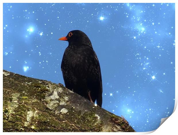 Blackbird with Sparkle Print by Jane Metters
