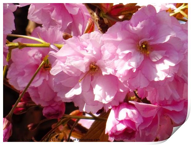 Cherry Blossom Flower Print by Jane Metters