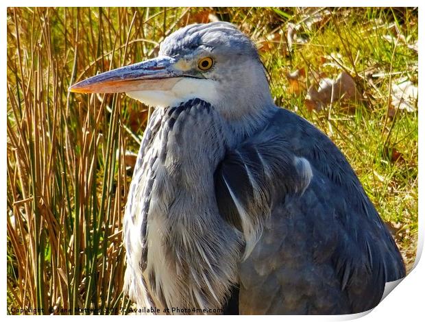 Heron Print by Jane Metters