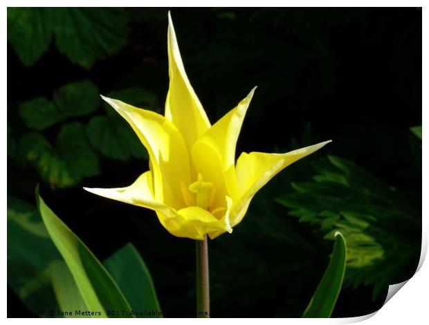 Yellow Star Tulip Print by Jane Metters