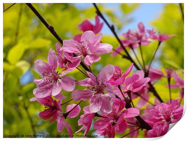 A Spring Flower Print by Jane Metters