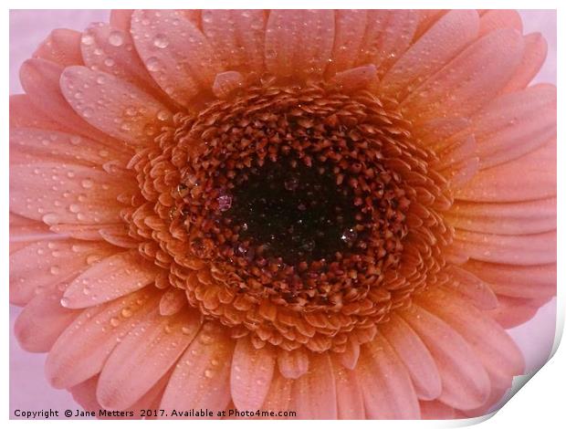       Gerbera Daisy Flower                         Print by Jane Metters