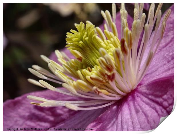       Clematis Close-Up                          Print by Jane Metters