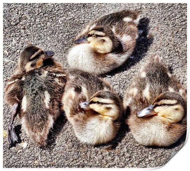 Four Baby Ducklings Print by Jane Metters