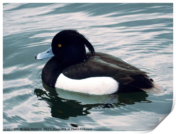 Tufted Duck Print by Jane Metters