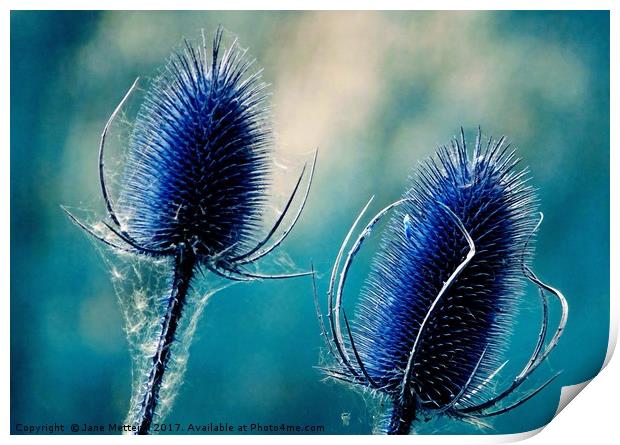         Teasels in Blue                        Print by Jane Metters