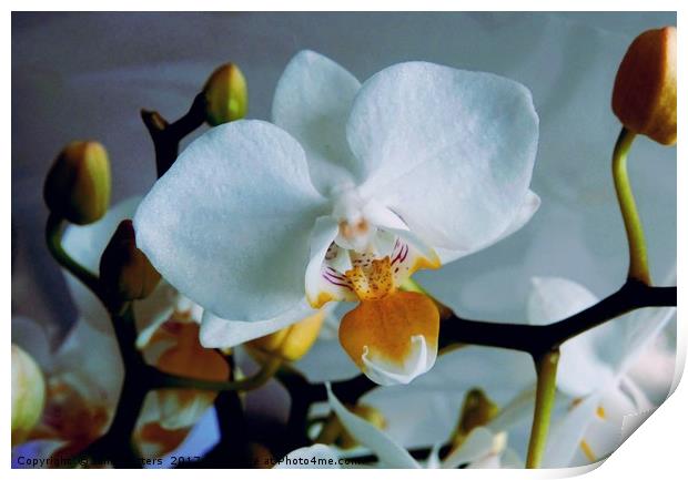 White Mini Orchid Print by Jane Metters