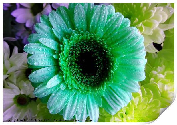      Green Gerbera                           Print by Jane Metters