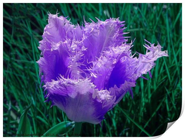 Purple Fringed Tulip Print by Jane Metters