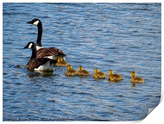           Canada Goose Family                      Print by Jane Metters