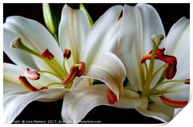 Two Lillies Print by Jane Metters