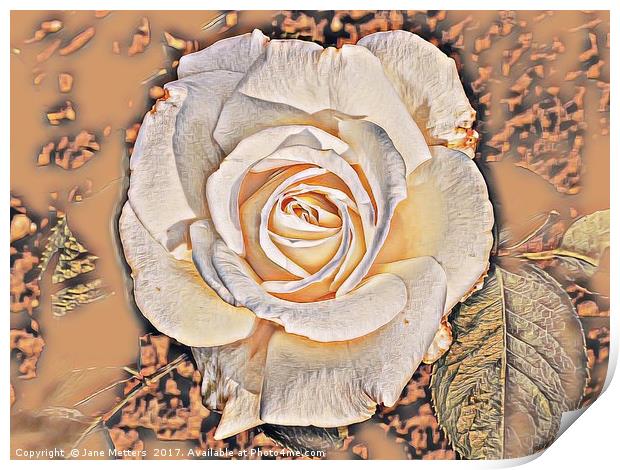 Cream Rose Art Print by Jane Metters