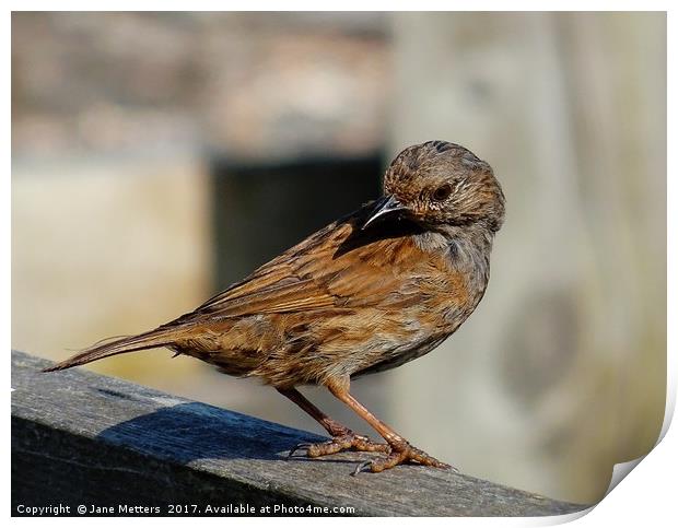         A Dunnock on the Fence                     Print by Jane Metters