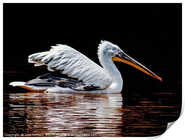 Gliding across the Lake Print by Jane Metters