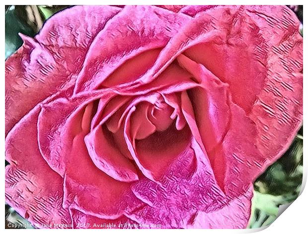 Pink Rose Print by Jane Metters