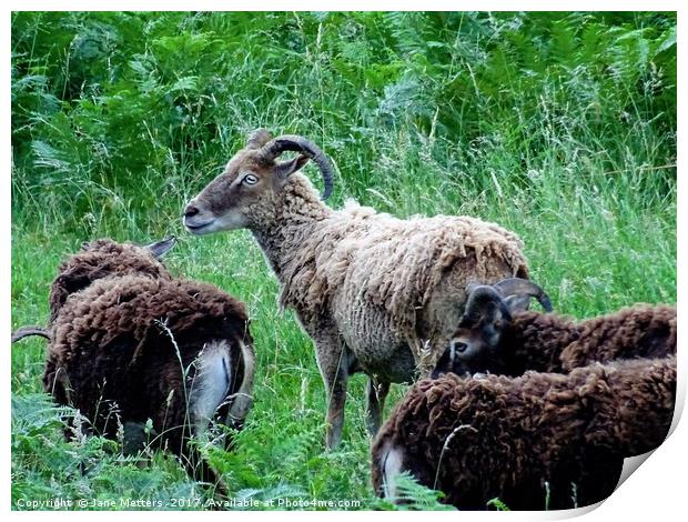 Soay Sheep Print by Jane Metters
