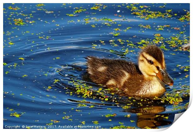       Ripples in the Water                         Print by Jane Metters