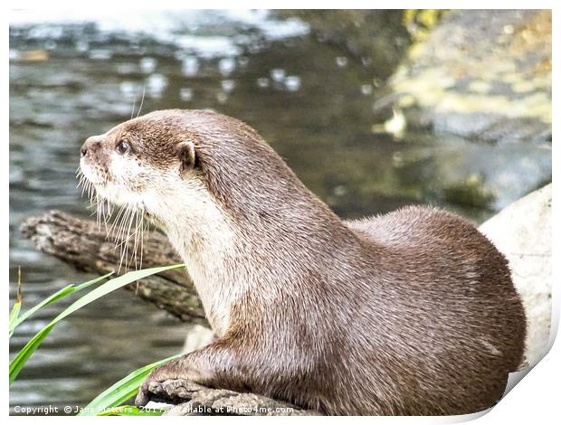 Asian Short Clawed Otter                           Print by Jane Metters