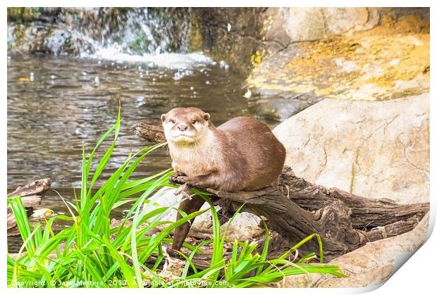       Asian Small Clawed Otter                     Print by Jane Metters