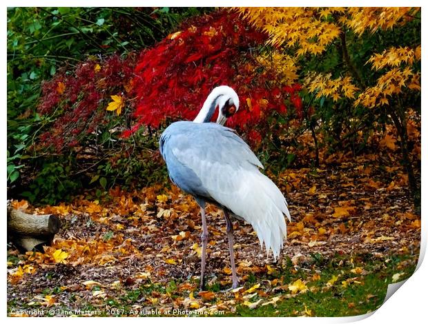   Autumn Leaves and a Crane                        Print by Jane Metters