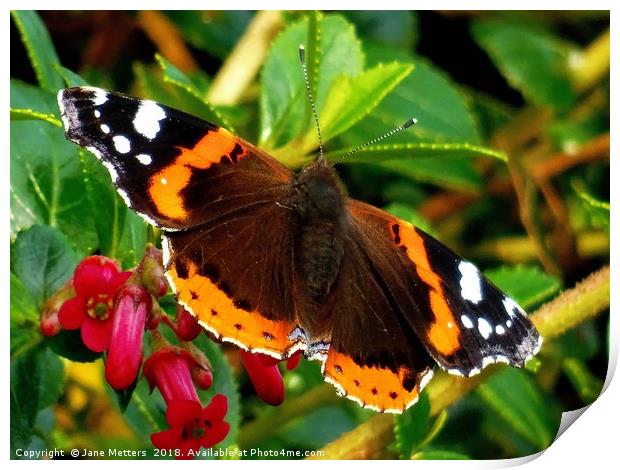           Red Admiral Butterfly                    Print by Jane Metters