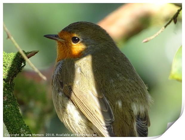 The Sun Catching The Robins Eye Print by Jane Metters