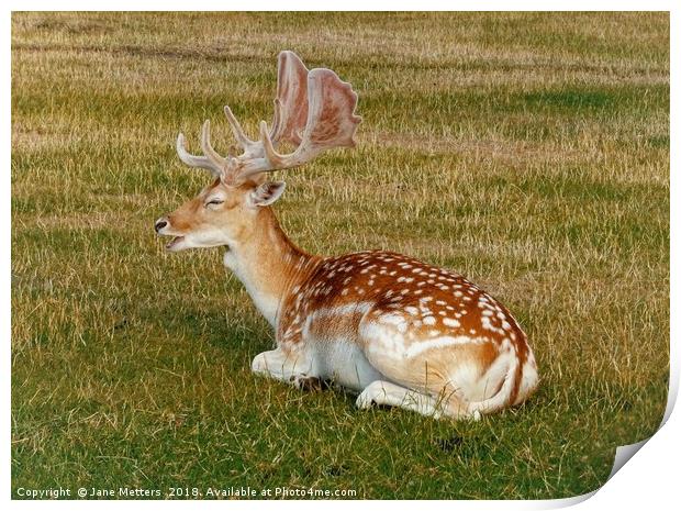         Fallow Deer Resting                        Print by Jane Metters
