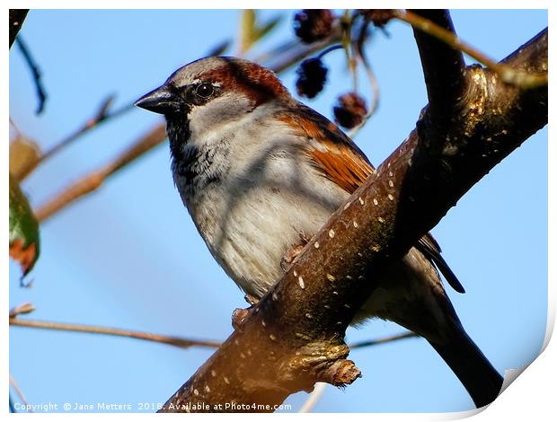      Male House Sparrow                           Print by Jane Metters