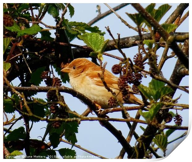      A Paler House Sparrow                        Print by Jane Metters