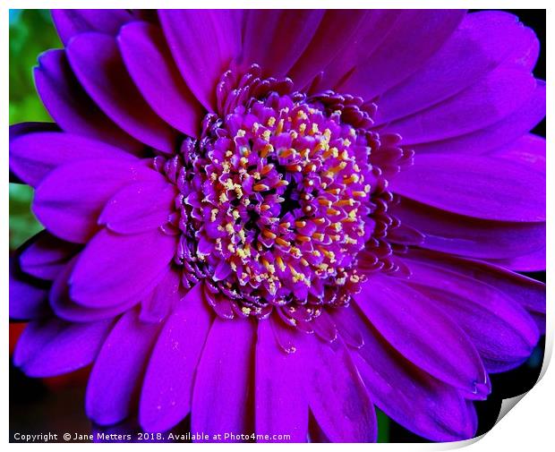 Purple Flower Print by Jane Metters