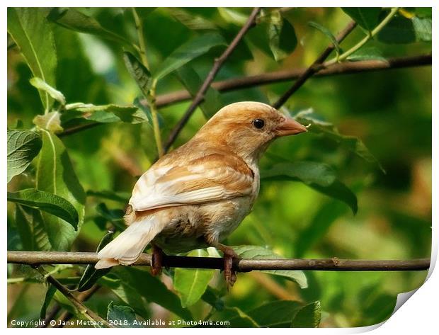     Perched on a Branch                            Print by Jane Metters