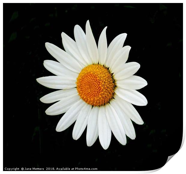 Daisy Print by Jane Metters