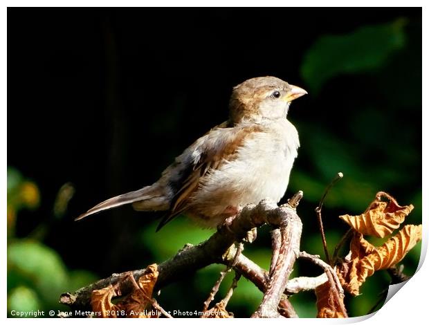   Juvenile House Sparrow                           Print by Jane Metters