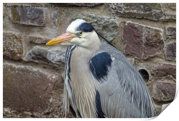 Heron  Print by Jane Metters