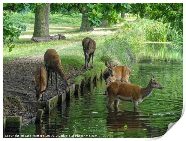Wild Deer at a Water Hole Print by Jane Metters