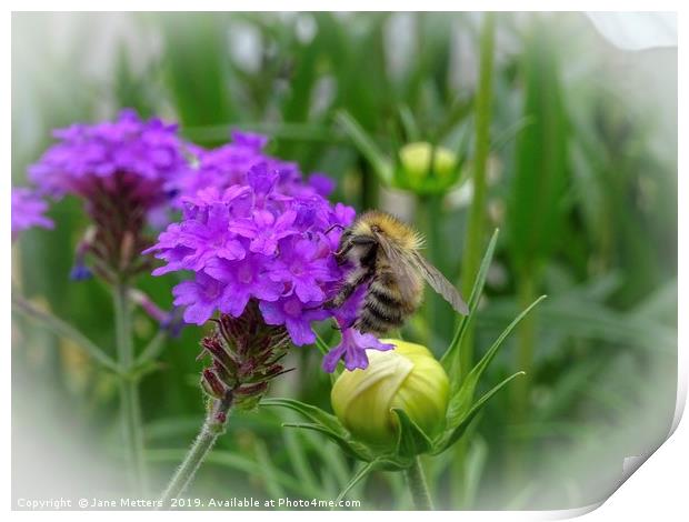 A Pollen Collector  Print by Jane Metters